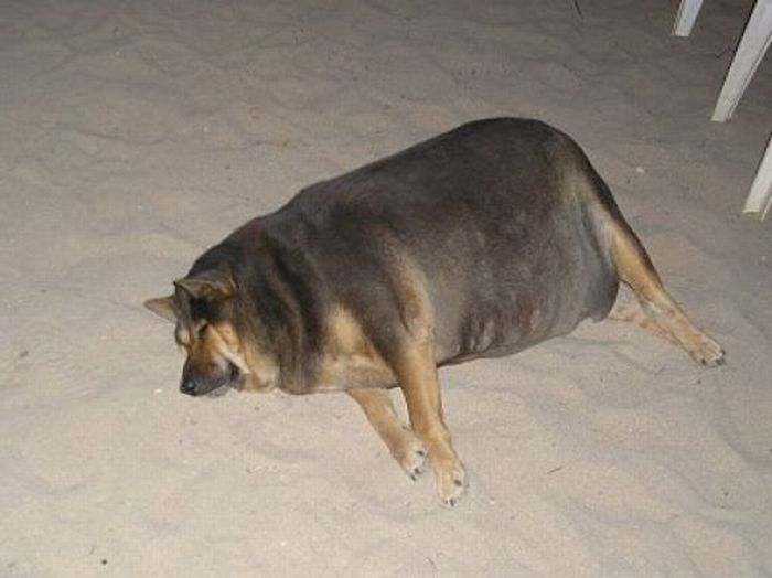 Chubby Animals (100 pics)