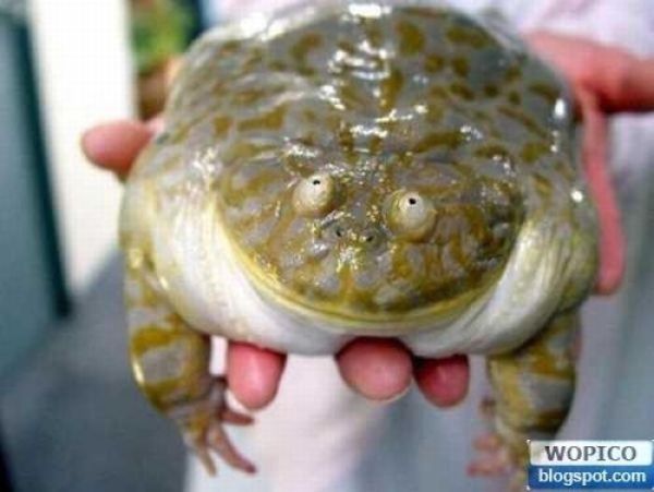 Chubby Animals (100 pics)