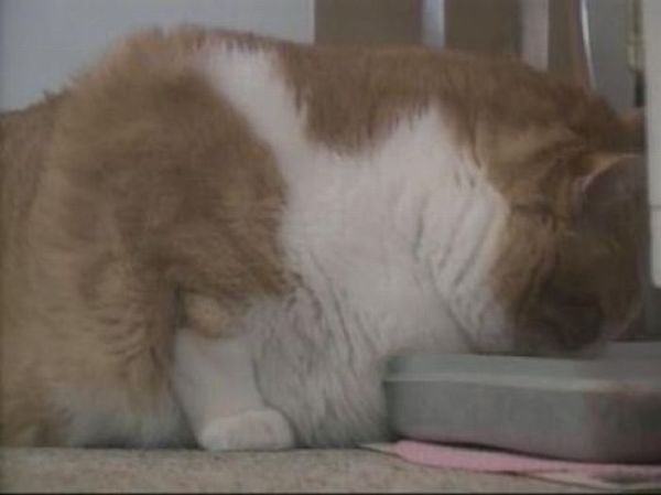 Chubby Animals (100 pics)