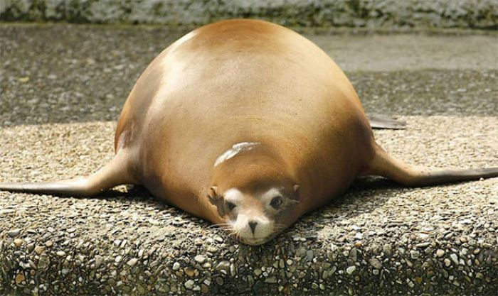 Chubby Animals (100 pics)