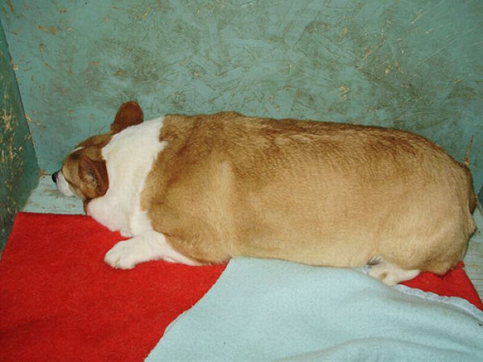 Chubby Animals (100 pics)