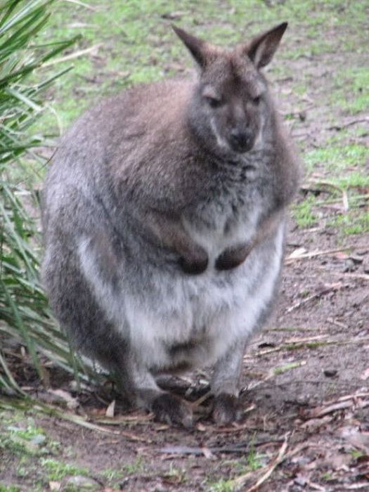 Chubby Animals (100 pics)