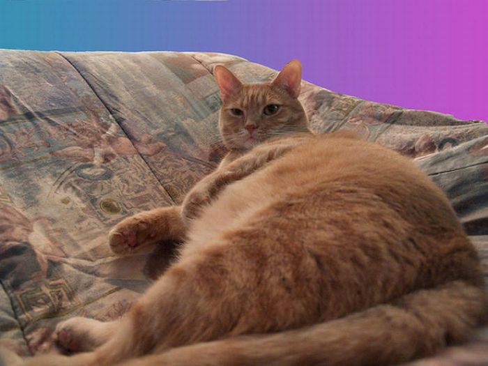 Chubby Animals (100 pics)