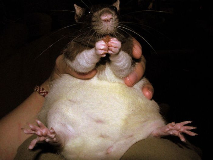 Chubby Animals (100 pics)