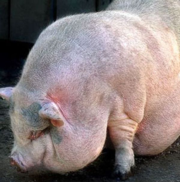 Chubby Animals (100 pics)