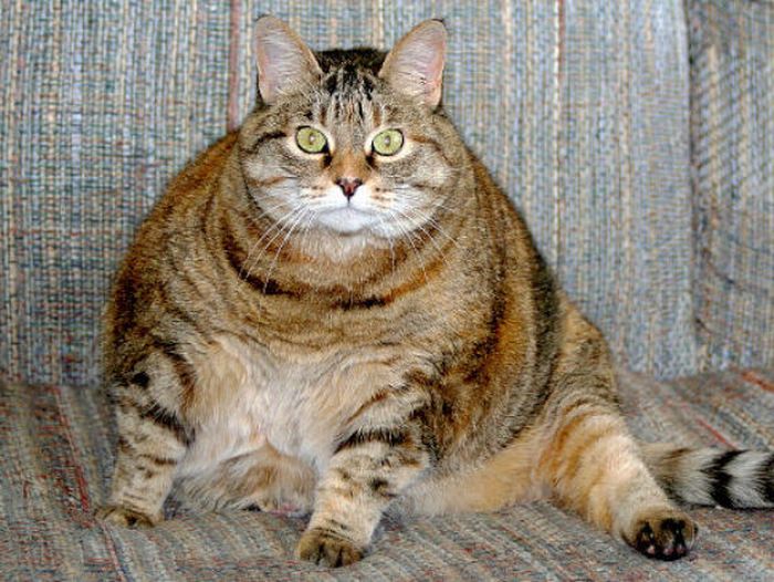 Chubby Animals (100 pics)