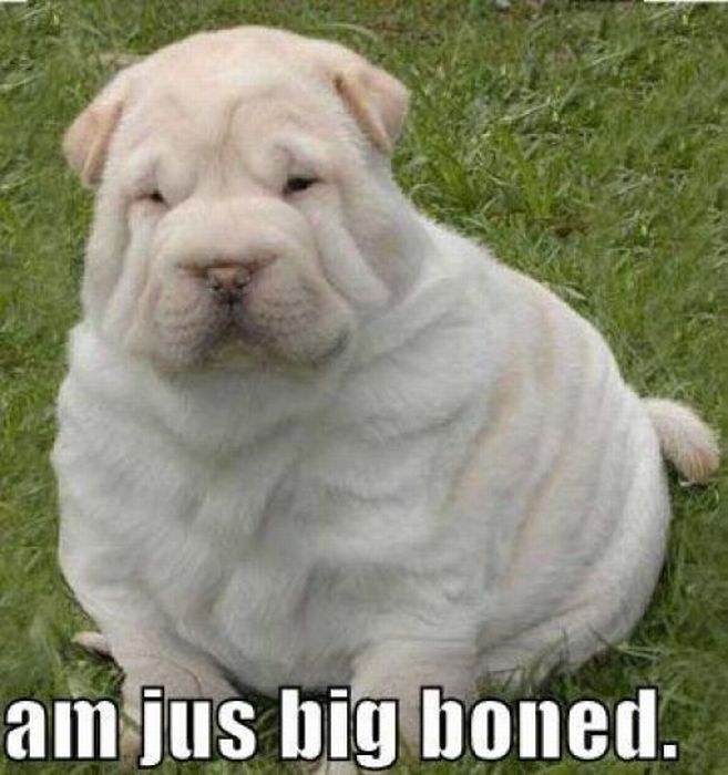 Chubby Animals (100 pics)