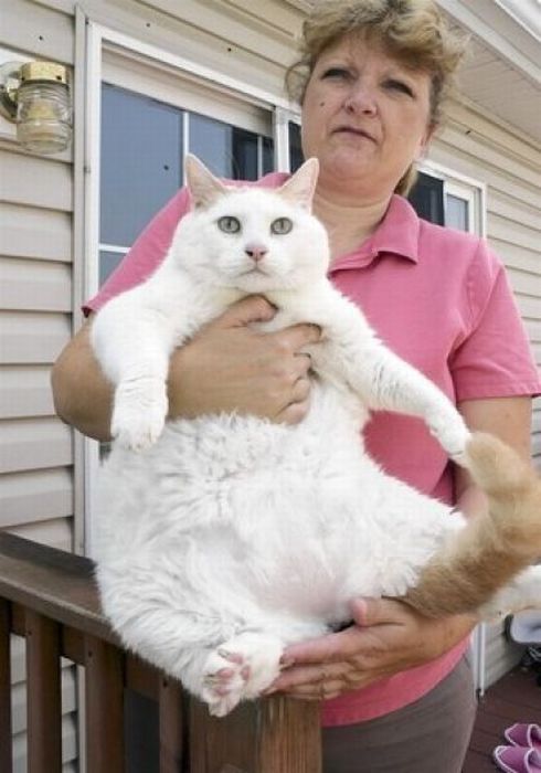 Chubby Animals (100 pics)