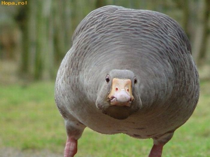 Chubby Animals (100 pics)