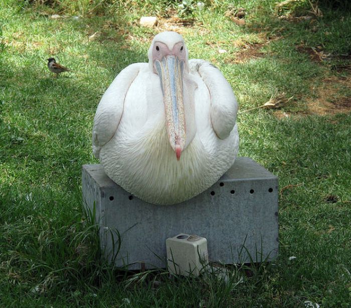 Chubby Animals (100 pics)