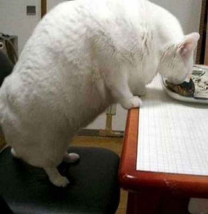 Chubby Animals (100 pics)