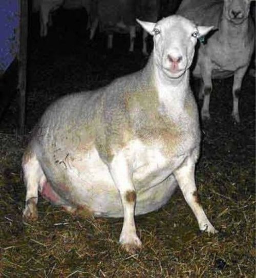 Chubby Animals (100 pics)