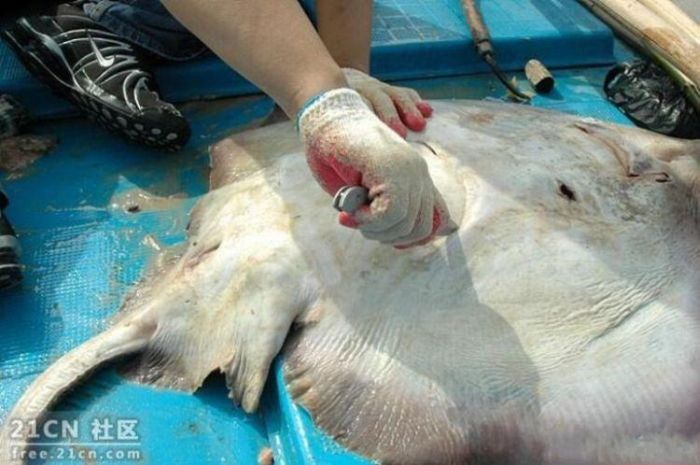 What Did This Stingray Have for Lunch? (7 pics)