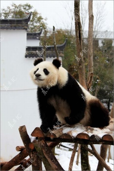 Pandas Enjoy Winter in China (30 pics)
