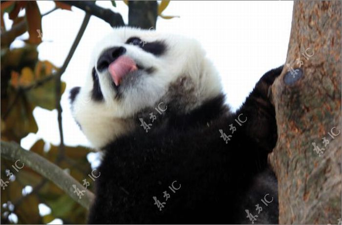 Pandas Enjoy Winter in China (30 pics)