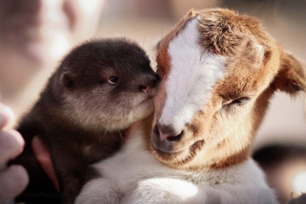 Cute Animals Show Feelings (30 pics)