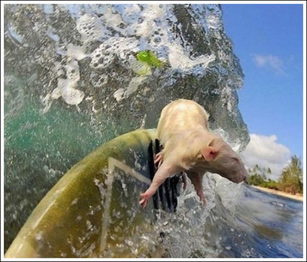 Incredible Surfing Rats (18 pics)