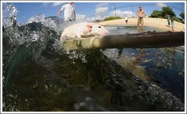 Incredible Surfing Rats (18 pics)