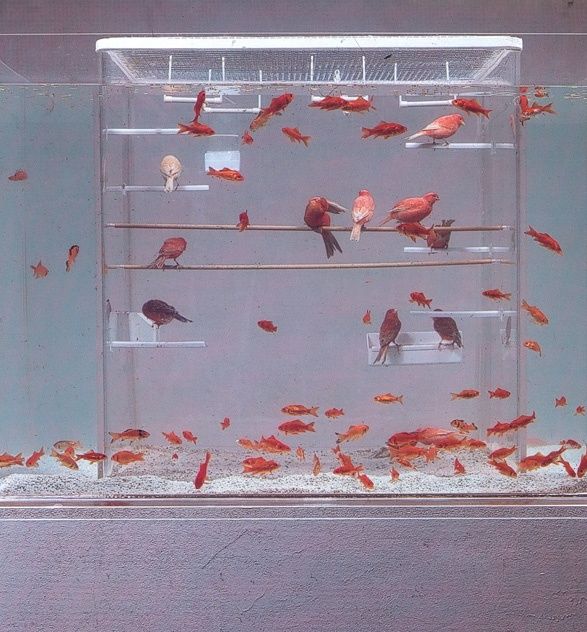 Acid Picdump (100 pics)