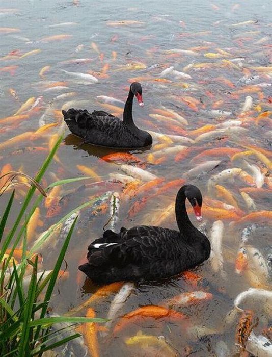 Acid Picdump (100 pics)