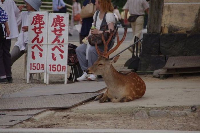 Acid Picdump (100 pics)