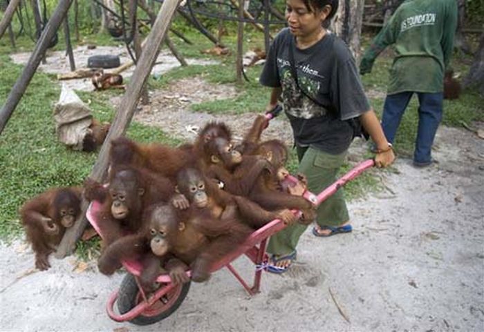 Acid Picdump (100 pics)
