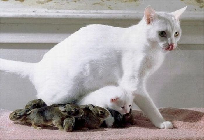 Acid Picdump (100 pics)