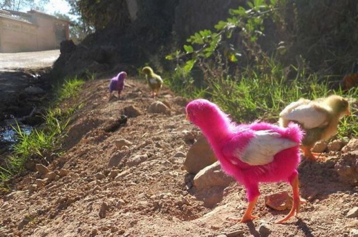 Acid Picdump (100 pics)