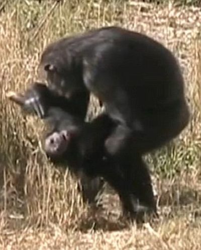 Chimpanzees Mother mourns Her Dead Child (4 pics + video)