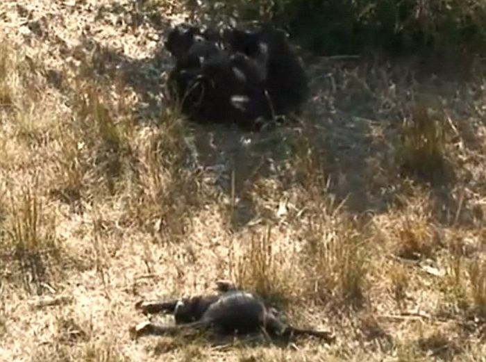 Chimpanzees Mother mourns Her Dead Child (4 pics + video)