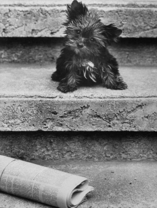 Retro Photos of People with Dogs (21 pics)