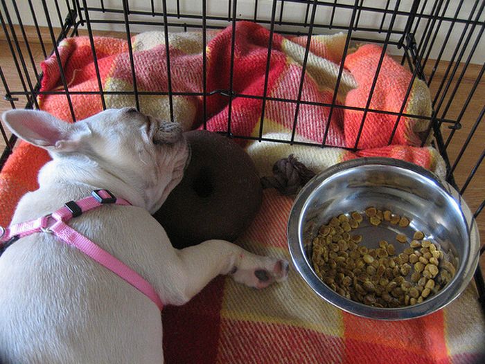 Cute Dogs Falling Asleep by Their Bowls (23 pics)