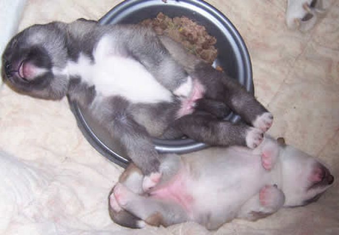 Cute Dogs Falling Asleep by Their Bowls (23 pics)