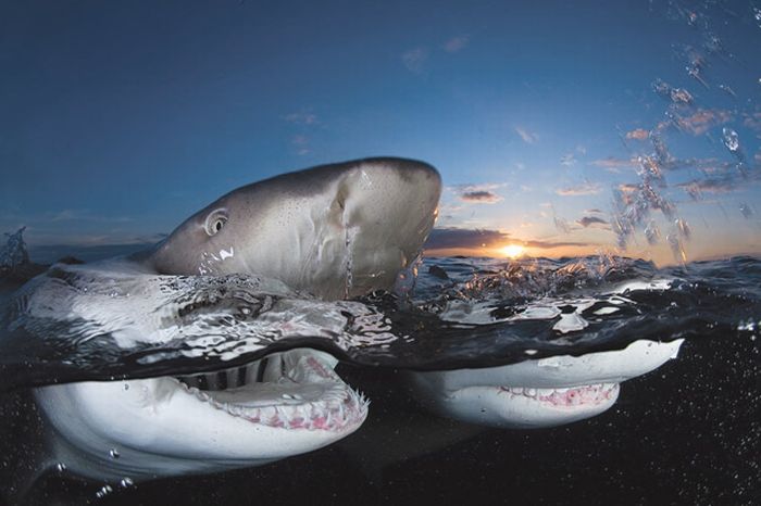 Sharks Up Close (15 pics)