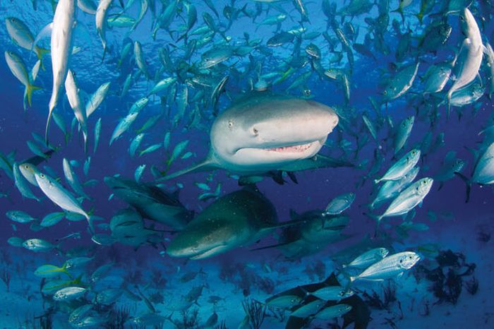Sharks Up Close (15 pics)
