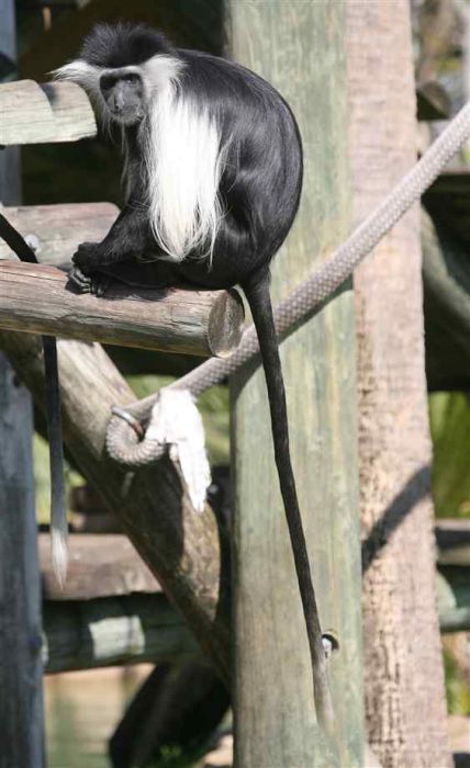 Black and White Colobus Monkeys (14 pics)