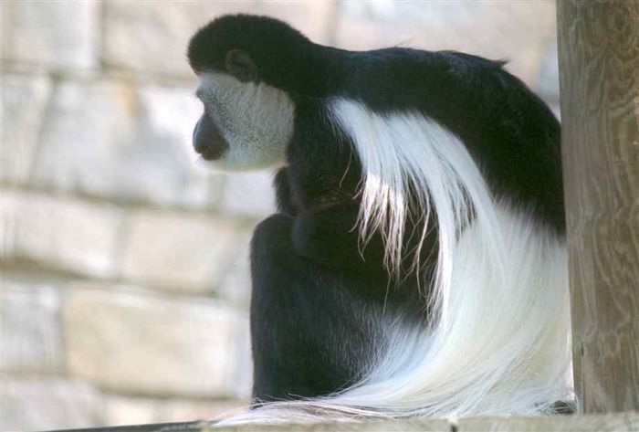 Black and White Colobus Monkeys (14 pics)
