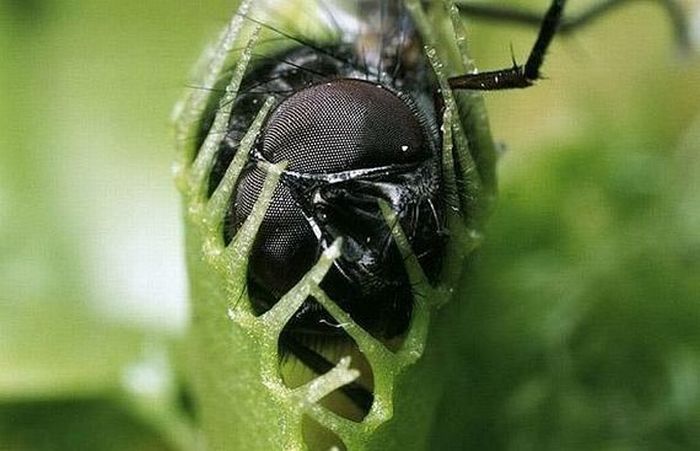 Insect-Eating Plants (36 pics)