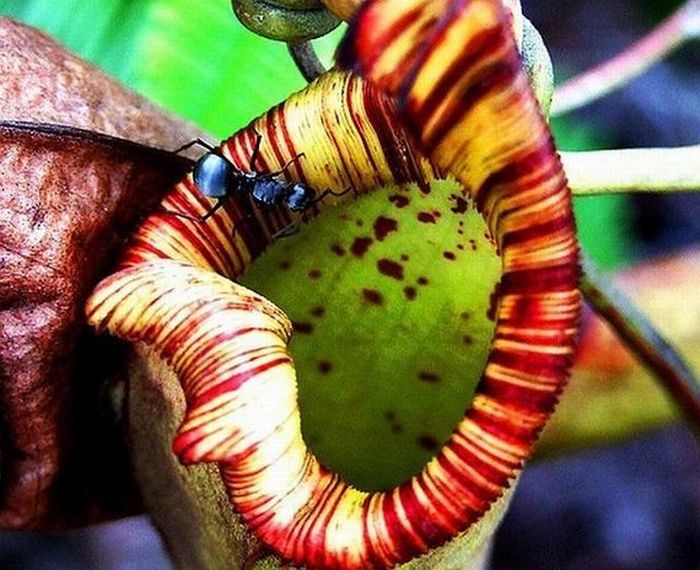 Insect-Eating Plants (36 pics)