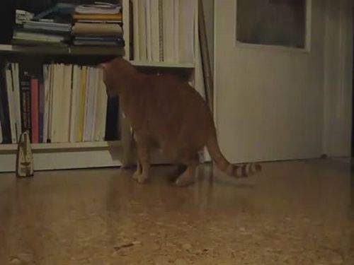 Two Brave Cats
