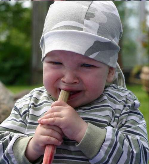 baby-tries-rhubarb-for-very-first-time-6-pics