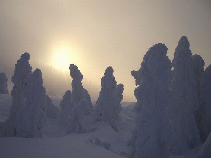 "Snow Monsters" of Japan (25 pics)