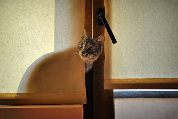 Acid Picdump (92 pics)