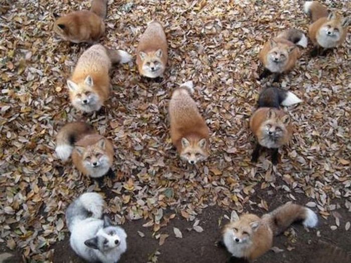 Acid Picdump (92 pics)