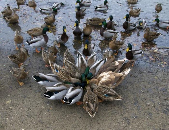 Acid Picdump (92 pics)