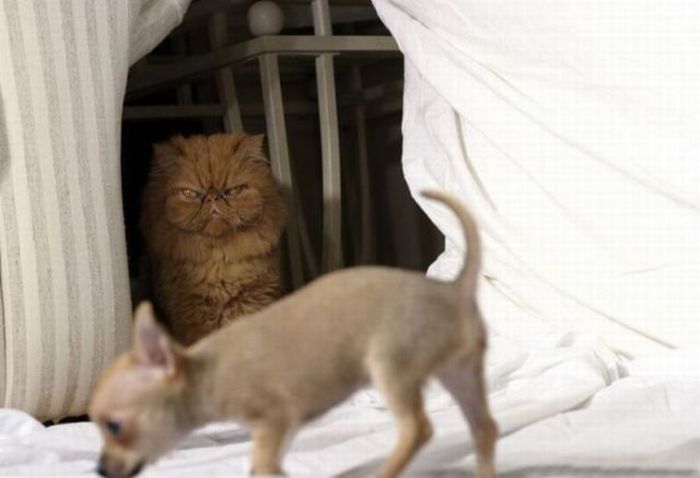 Acid Picdump (92 pics)