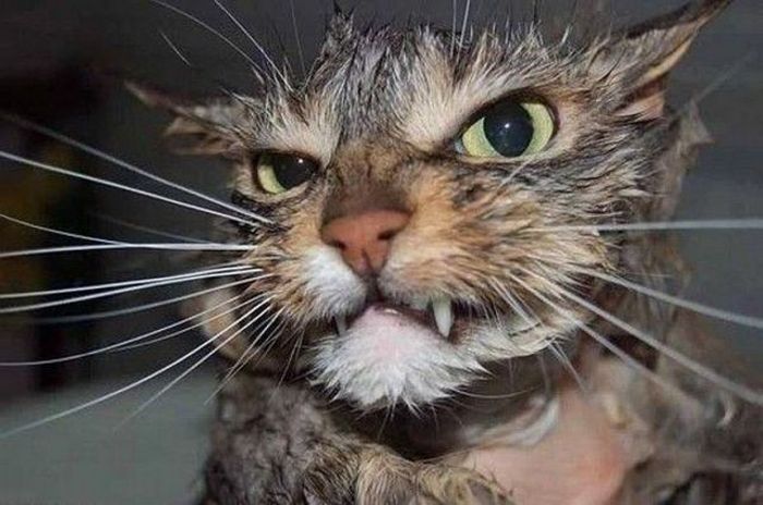Acid Picdump (92 pics)