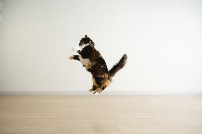Flying Cats (37 pics)