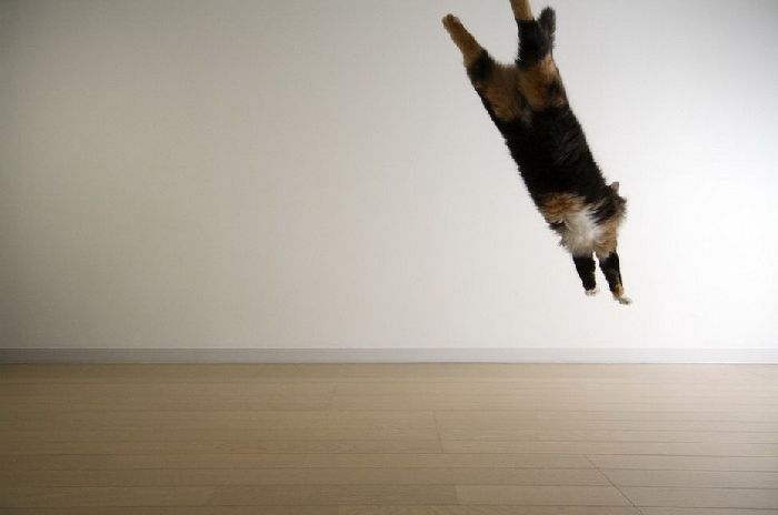 Flying Cats (37 pics)