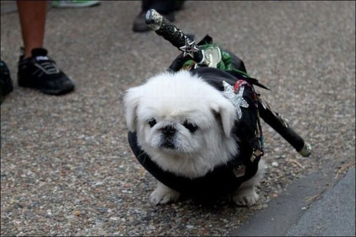 Acid Picdump (115 pics)